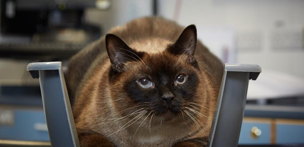 Elvis fat cat