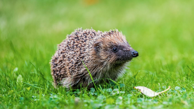 Hedgehogs Are Becoming Endangered And You Can Help Save Them