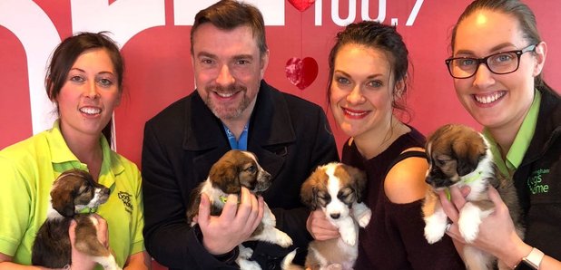 Puppies on Heart Breakfast