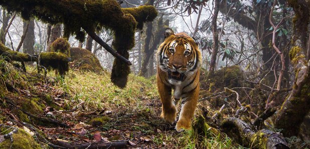wwf article