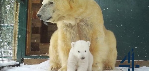 Highland Wildlife Park / STV & Channel 4