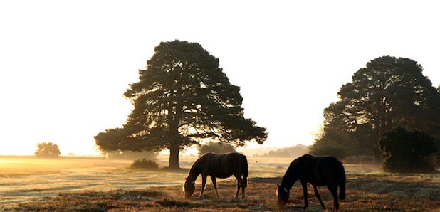Horses in field