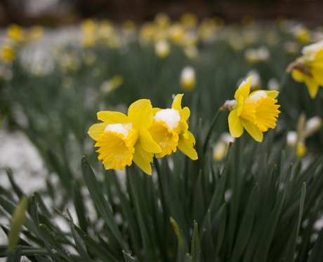 Thriplow Daffodil Weekend 2018