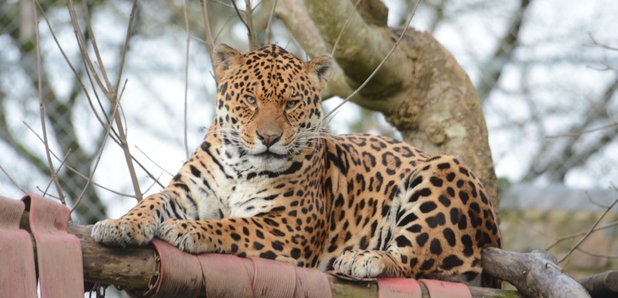 Win A VIP Big Cat Experience For Two At Dartmoor Zoo ...