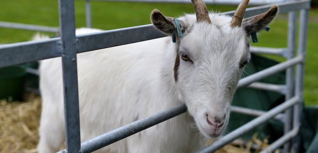 Goat