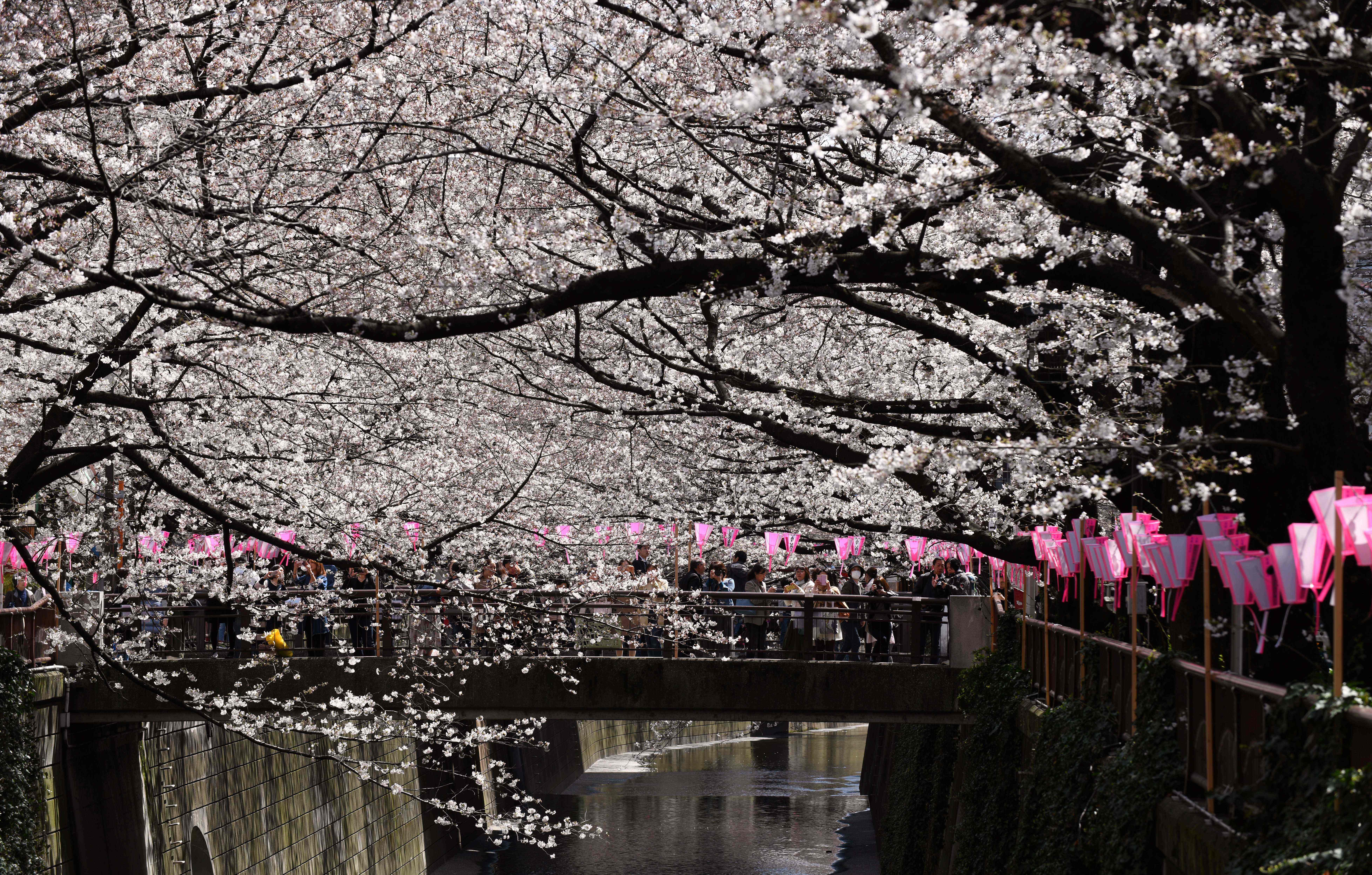 These pictures of Japan’s famous cherry blossom will make you want to