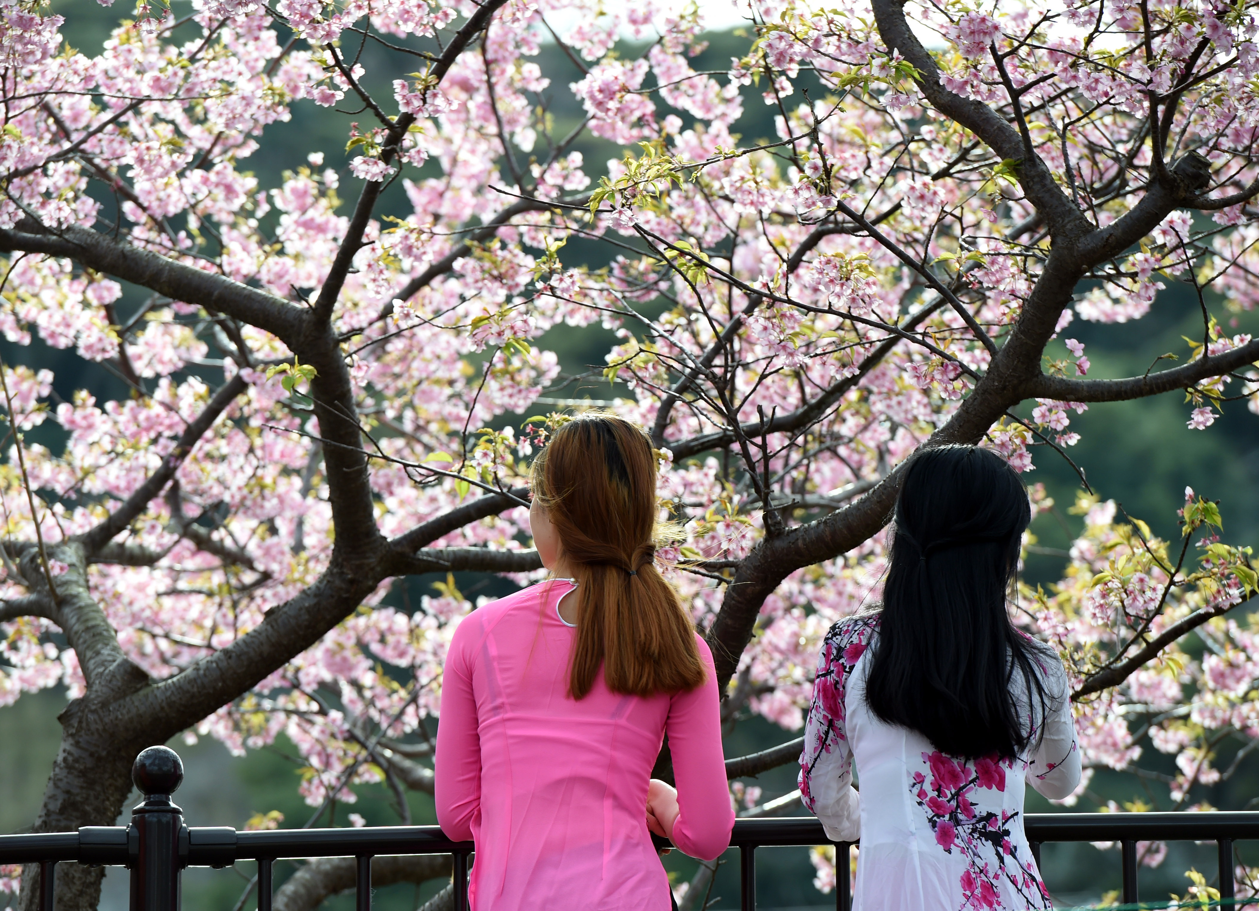 Cherry Blossoms 6.