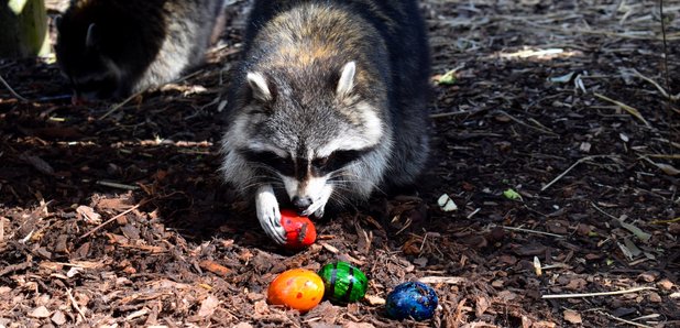 easter