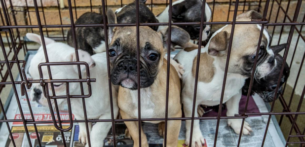 Puppy farm Scottish SPCA