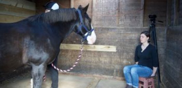 horse face