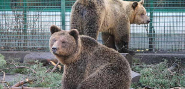 Henk and Eso (Five Sisters Zoo)