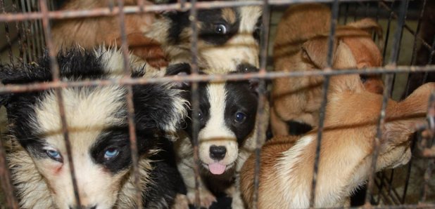 puppies