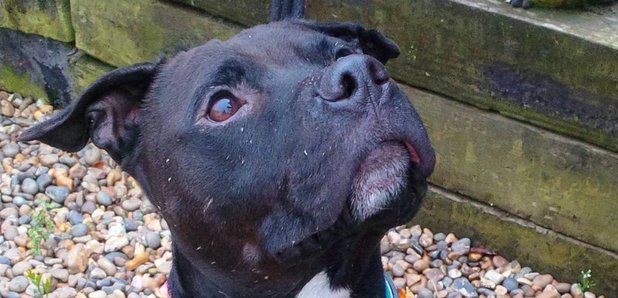 Meadowgreen animal hot sale rescue