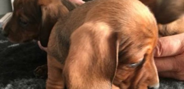 stolen puppy