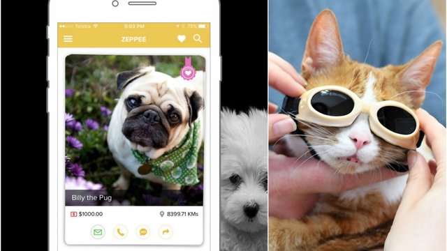 Tinder' for homeless cats and dogs is totally a thing now - Heart