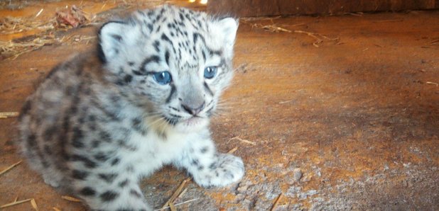 Snow Leopard