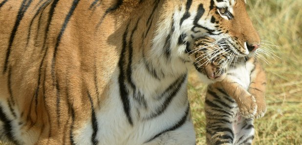Amur Tiger Cub Whipsnade