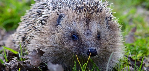 A young hedgehog on the hunt for water