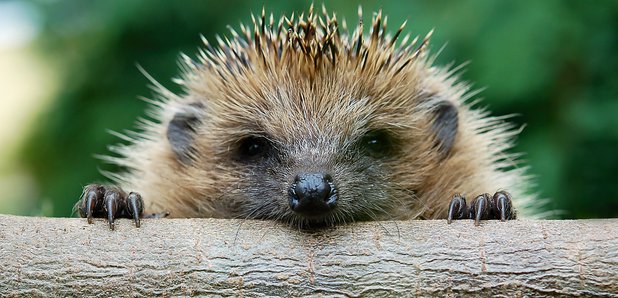 Hedgehog appears over a log