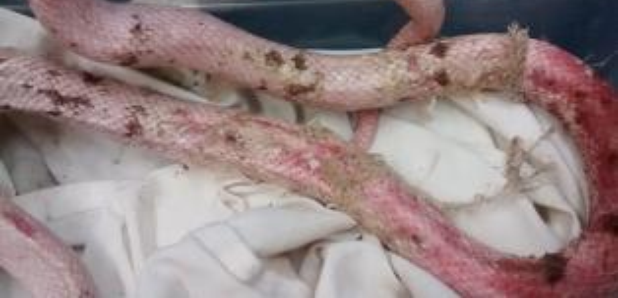 Snakes dumped in Cornwall