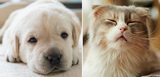 Cats dogs hay fever
