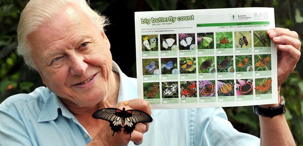 David Attenborough Butterfly Chart