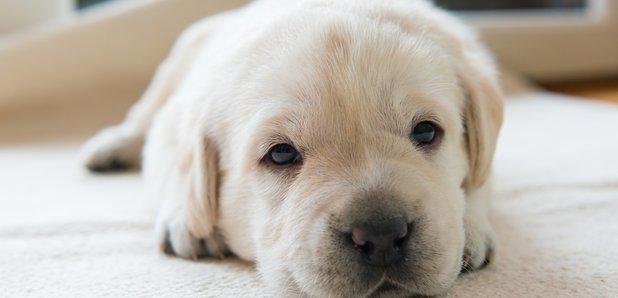 Labrador puppy