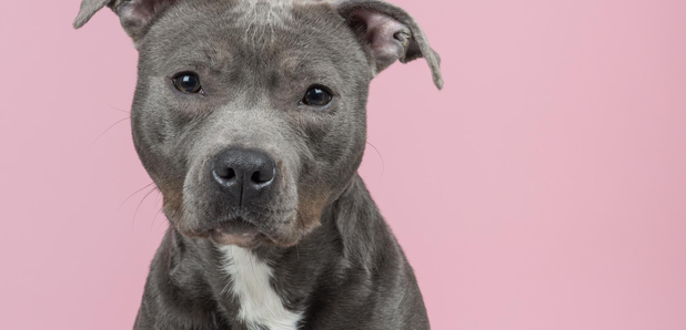 pink nose staffy