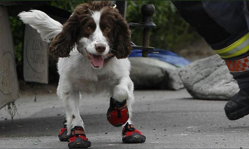 Springer shop spaniel shoes