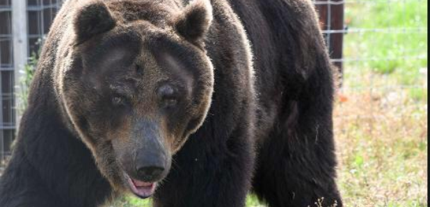 Bear at YWP