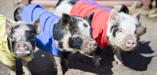 pig racing