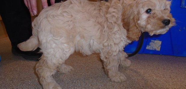 puppy farm man jailed High Wycombe