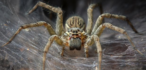 Wolf spider is autumn's most frightening home intruder