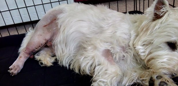 injured terrier Buddy