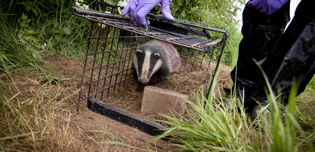Vaccinated badger released