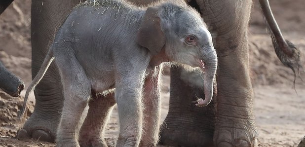 chester zoo elephant calf