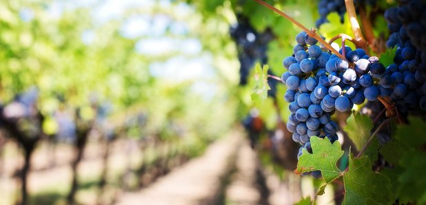 Vine & Cork