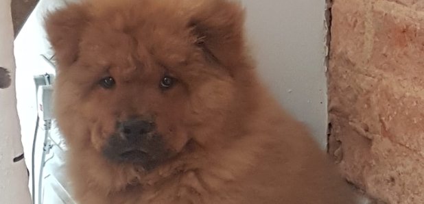 Bungle The Chow