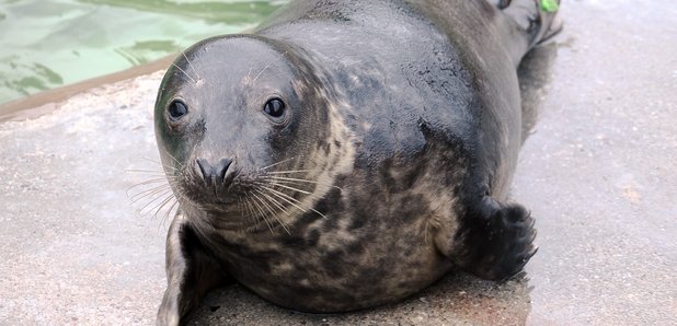 Cornish Seal Sanctuary