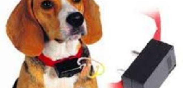 Shock Collar