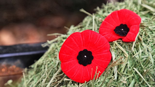 Here S How To Add A Remembrance Day Poppy To Your Facebook Profile Photo Heart