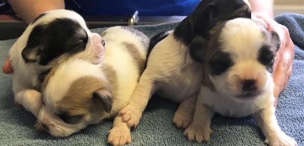 puppies abandoned in Reading