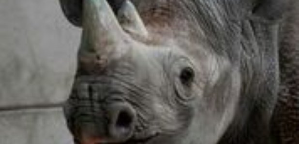 Black Rhino YWP