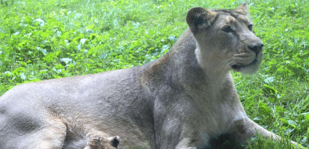 Bovine TB victim at Paignton Zoo