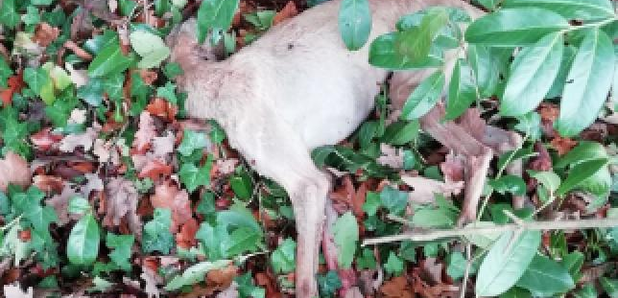 RSPCA dog near Bath