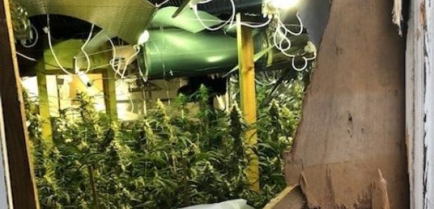 Felthorpe Cannabis Farm