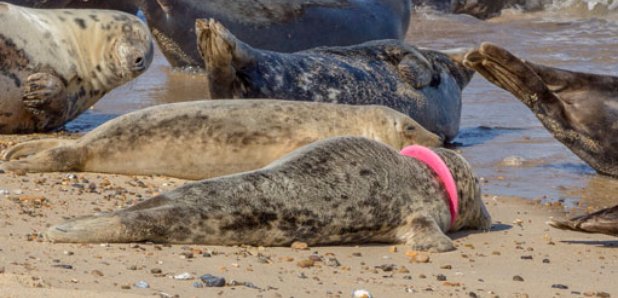 injured Norfolk seal 