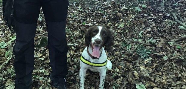 sniffer dog denzel water leaks 