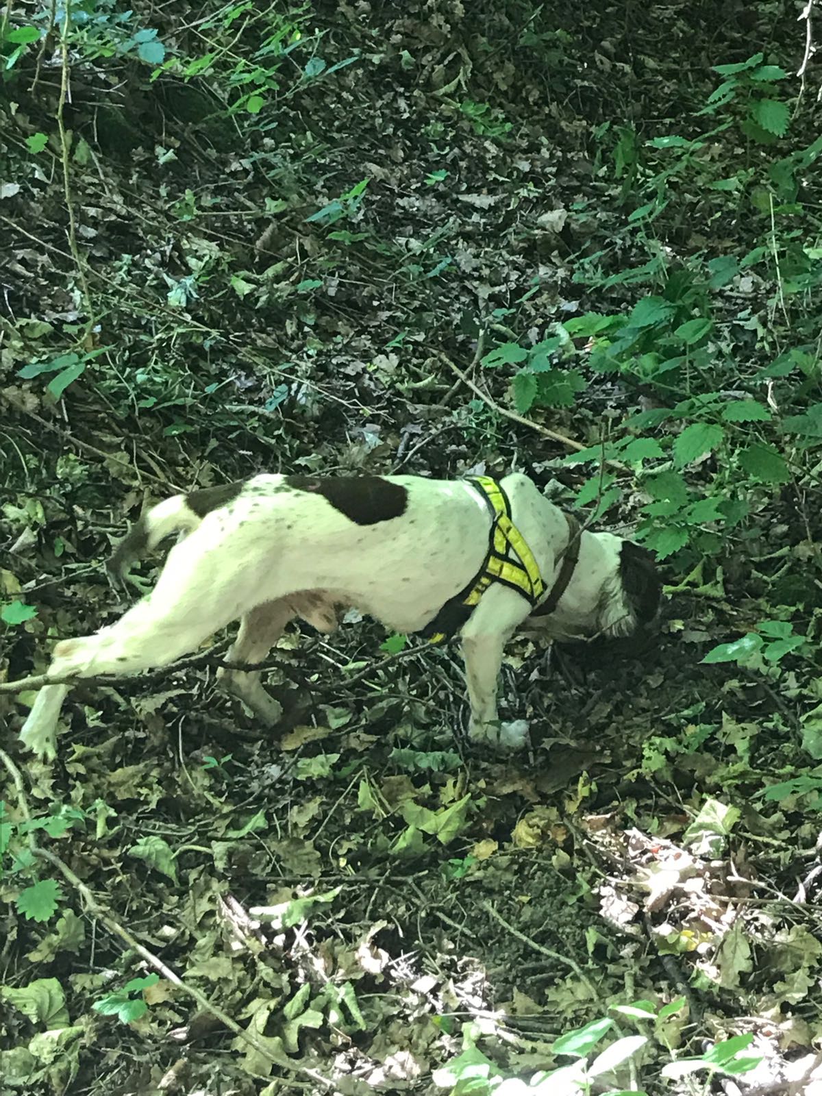 Denzel water leak sniffer dog