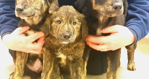 Three puppies abandoned in the Forest of Dean
